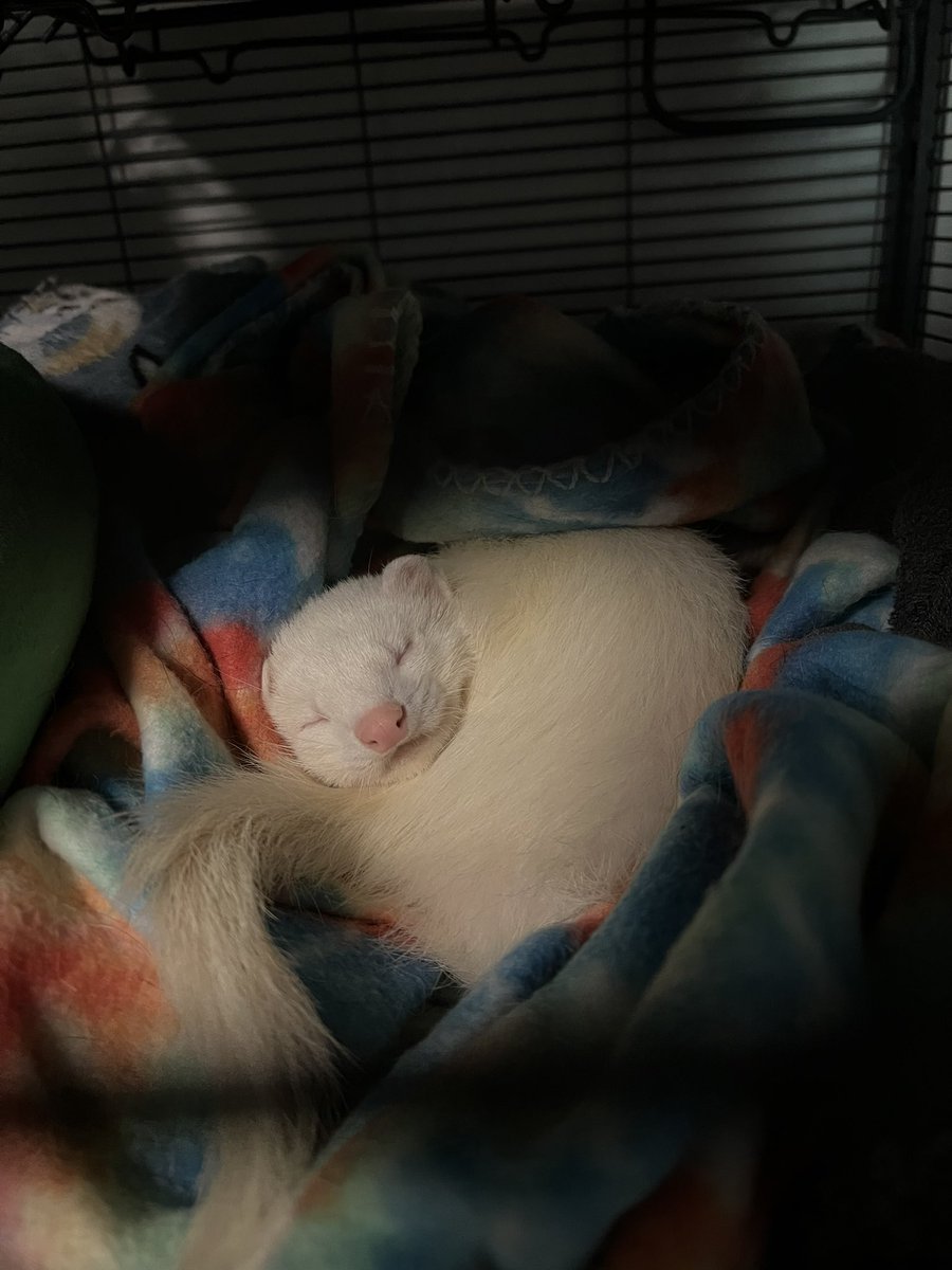Ferret Every Hour (@ferretperhour) on Twitter photo 