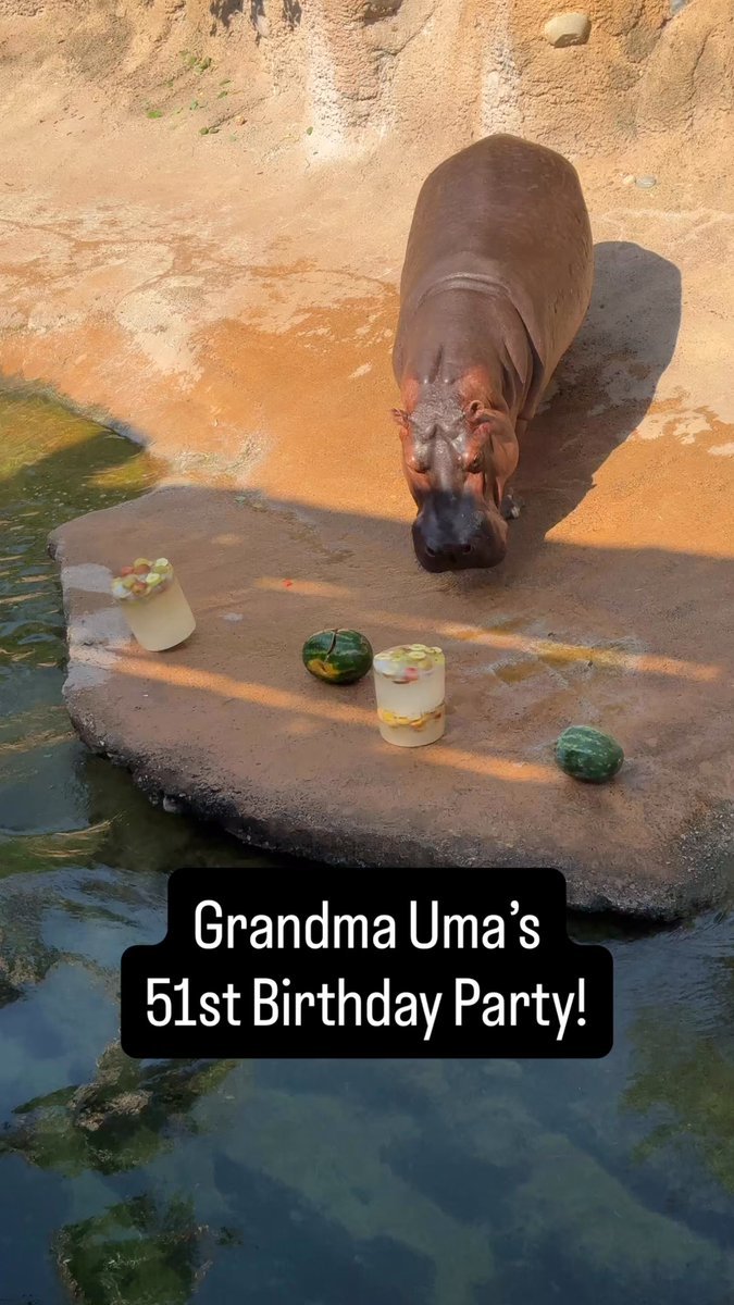 Happy 51st birthday to Uma the hippo! At her age, she’s one of the oldest living hippos in human care! Here’s to many more ❤️🥳

#hippobirthday  #zoo