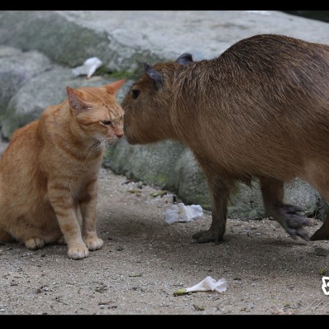 A cat named Oyen has been living at the zoo over the last few years, Bernama reports.

“When we first discovered him, we saw he was very friendly with the capybaras. He would eat with them,” senior zookeeper Mohd Taufik says.

📸: 😹🐈
#cat  #zoo