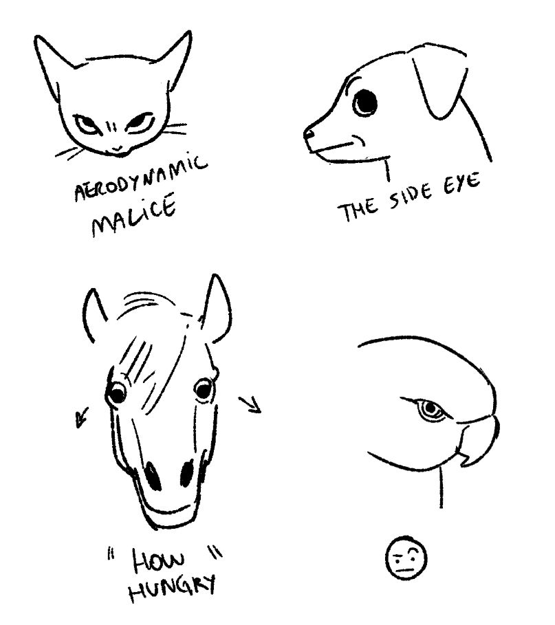 My favorite animal faces