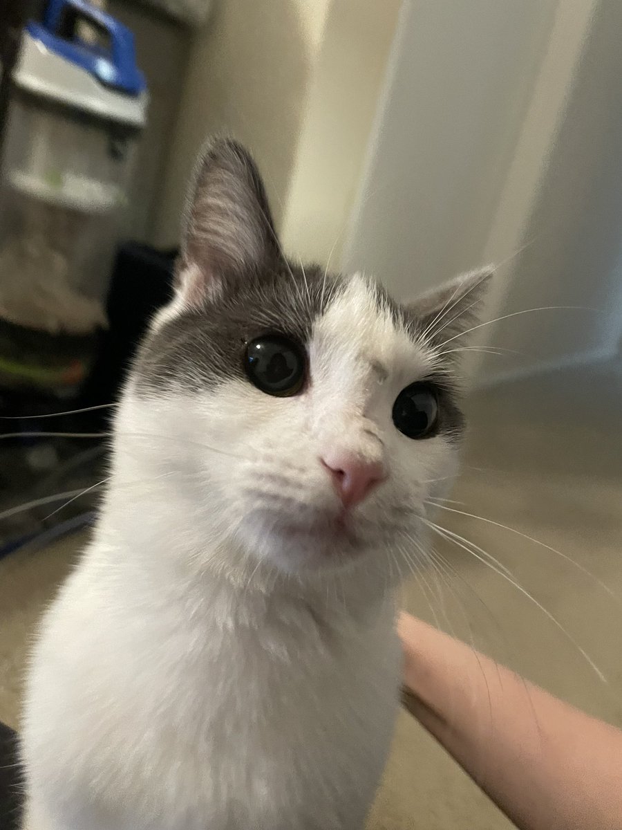 feederofcats's tweet image. Wonton found a dirty spot in the catio and made herself look like a street cat. she is very proud and will not let me clean her