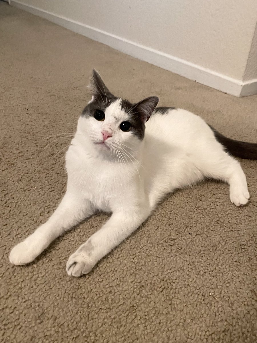 feederofcats's tweet image. Wonton found a dirty spot in the catio and made herself look like a street cat. she is very proud and will not let me clean her