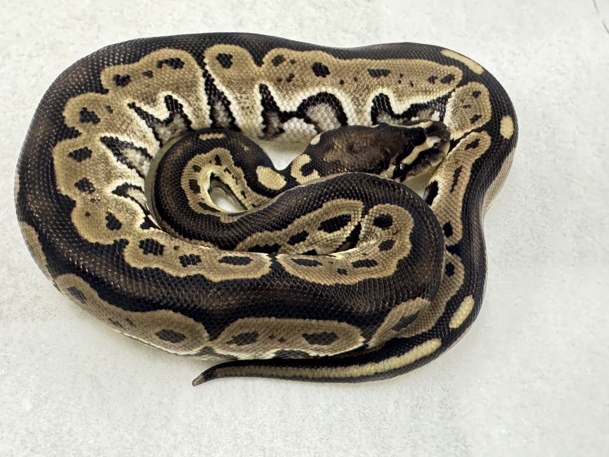 ぴぴぴ様 ぴぴぴ☆@パイレーツシップ on X