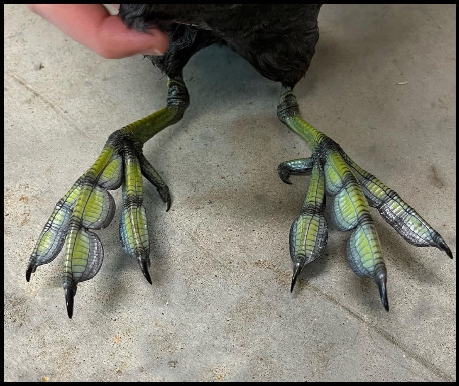 Andrew Guttenberg (@guttenbirder22) on Twitter photo 