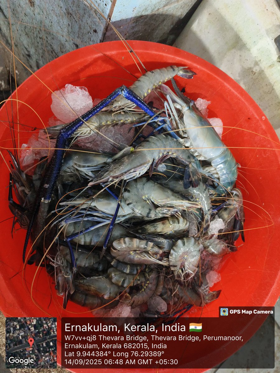 Anand02908794's tweet photo. Sunday #FishMarket 🐟🌊
#Kerala #Seafood #LocalCatch #FreshCatch https://t.co/e34Q5QoQnj