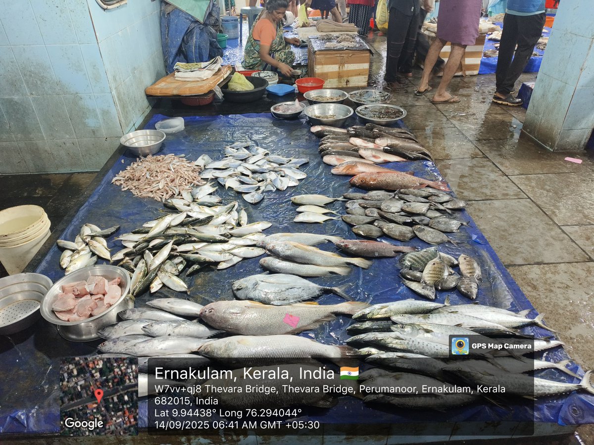Anand02908794's tweet photo. Sunday #FishMarket 🐟🌊
#Kerala #Seafood #LocalCatch #FreshCatch https://t.co/e34Q5QoQnj