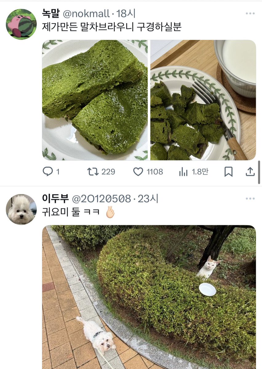 요즘 말차브라우니까 진짜 유행이구나 엄청 많이뜨네 했는데
강아지랑 고영이 만남 자리였고