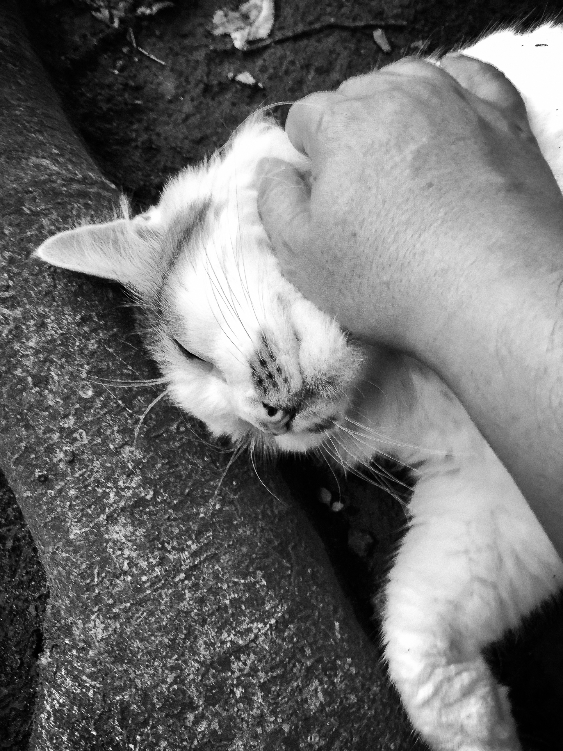 猫中毒 高円寺猫中毒@9/20〜23 にゃんクリ＆アニマル2025の秋🍂2k540 on
