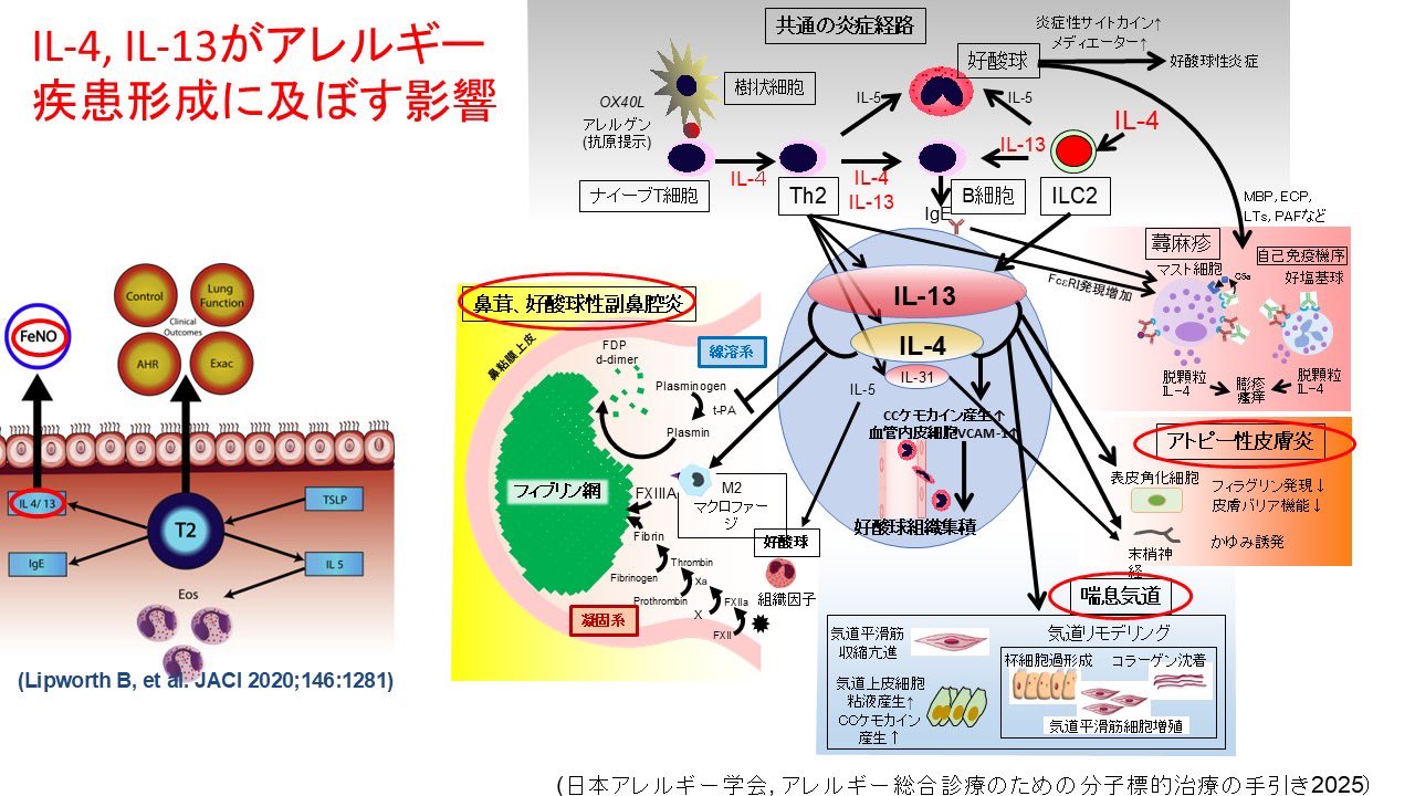 アレルギー総合診療のための分子標的治療の手引き　2025 Amazon.co.jp: アレルギー総合診療のための分子標的治療の手引き