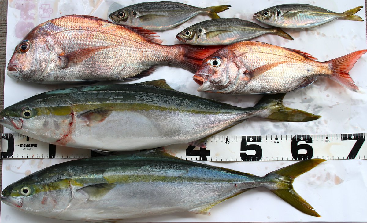 ようちゃん (@yochann1182) / Posts and Replies / X