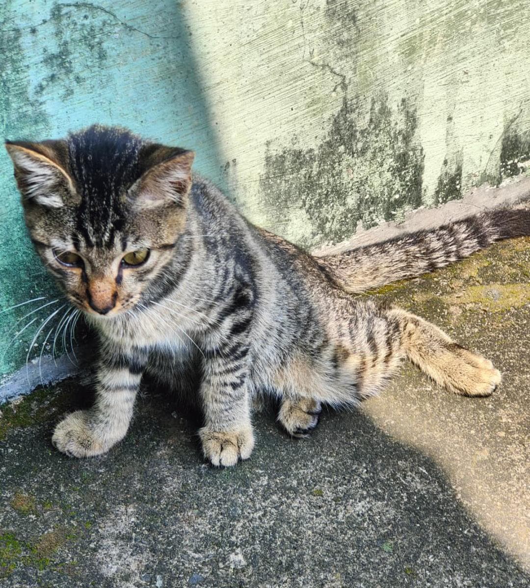 Need Help! 🥺
Ada kitten tak berinduk kelindes mobil. Ga bisa bangun. Pulang kerja langsung ambil keranjang rio buat bawa dia ke klinik. Ternyata butuh di xray dan ranap seminggu. Ada yg mau bantu patungan ga? 😭🙏🏻 jumlah biaya hampir 1.5jt soalnya, hiks.