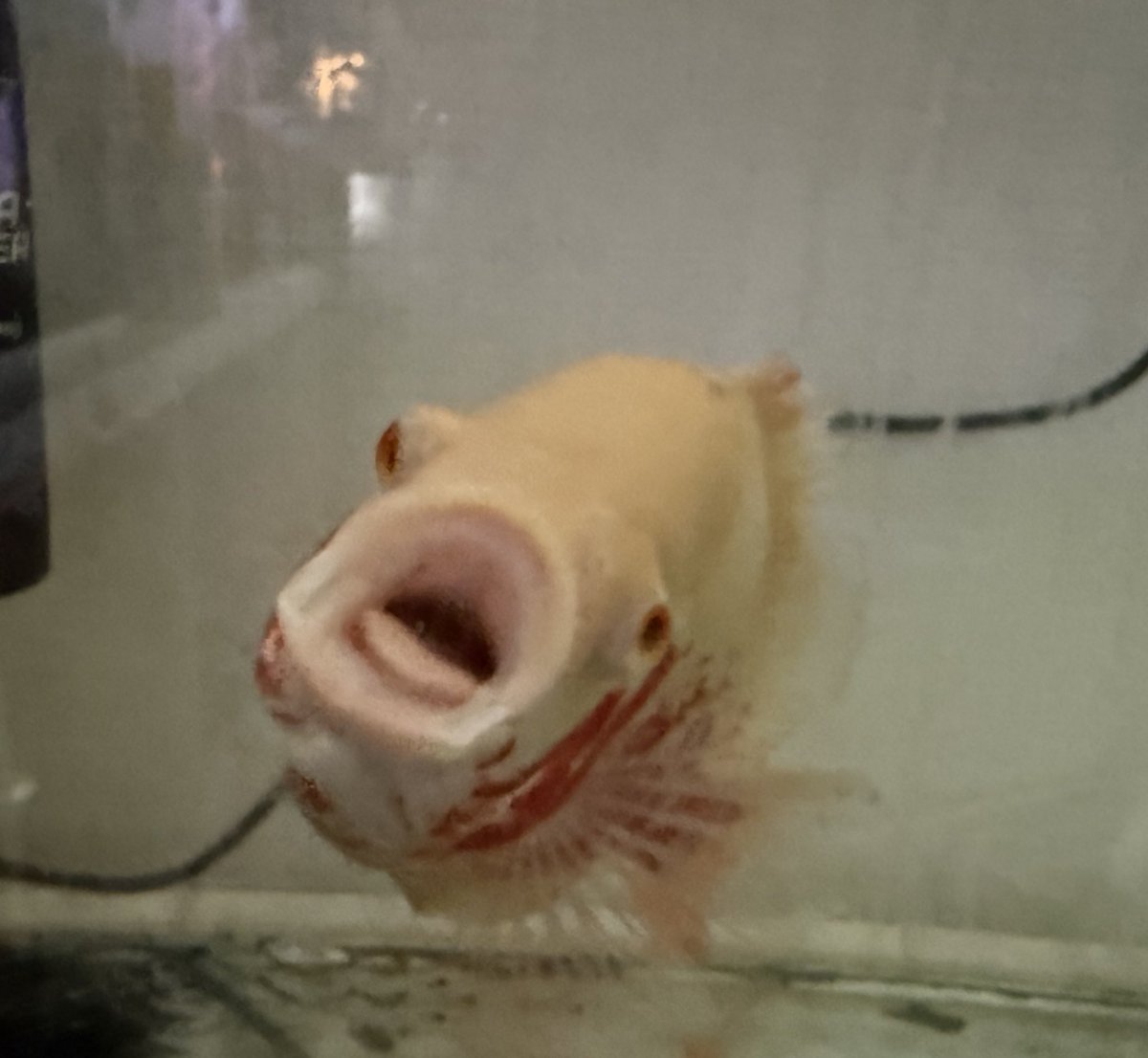 やすこぷページです やす子 on X