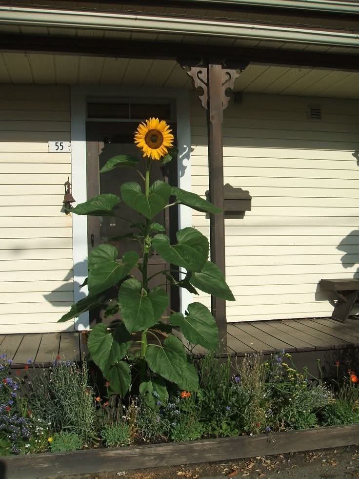 sunflower.🌻🤍 tweet media