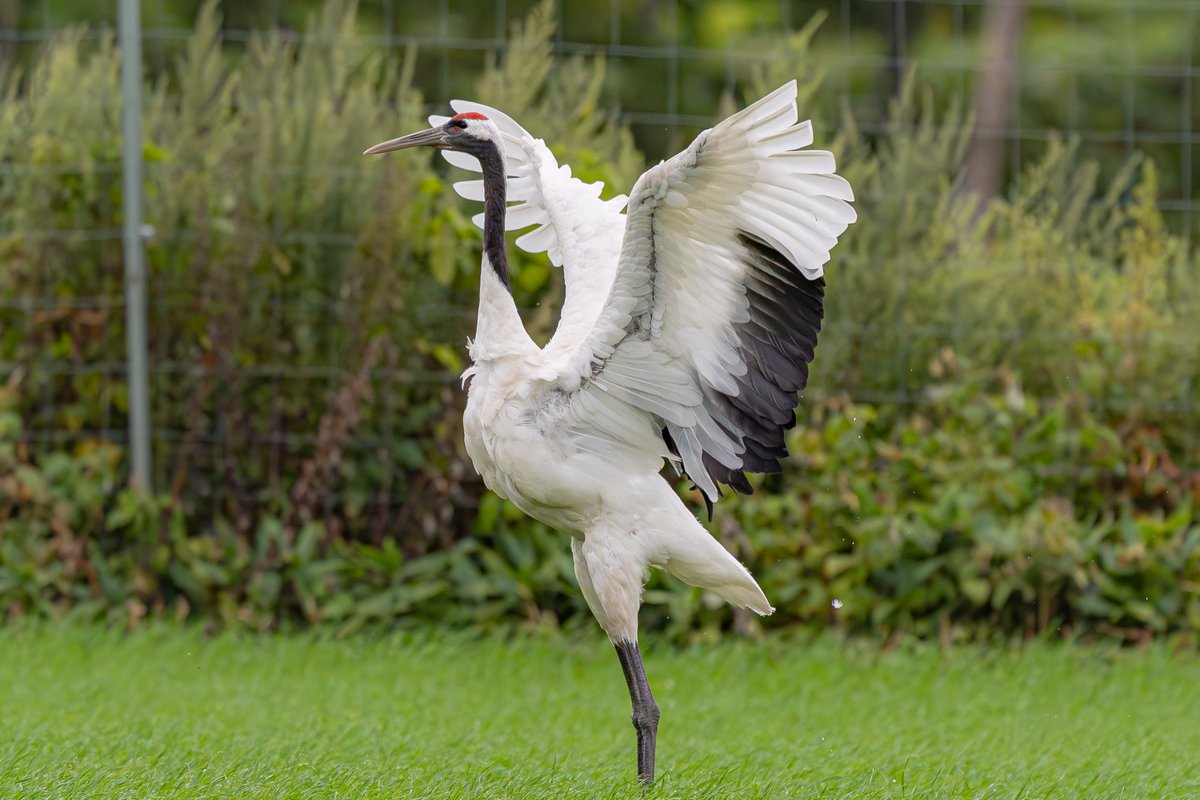 #タンチョウ
大きく羽を広げて。
 #カメラ #ミラーレス一眼 #SONY #ILCE9M3 #アルファホビー部 #野鳥