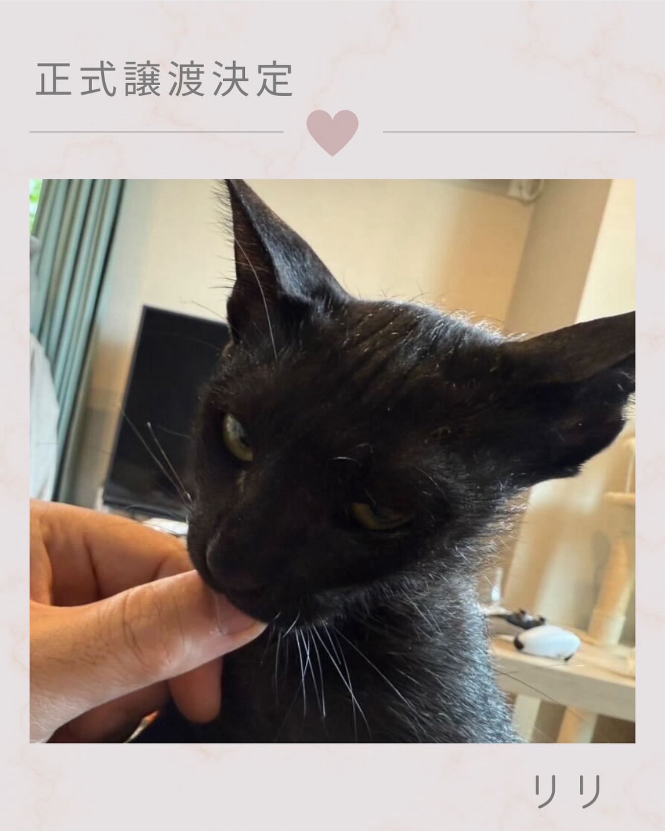 特定非営利活動法人江東ねこの会 on X: 