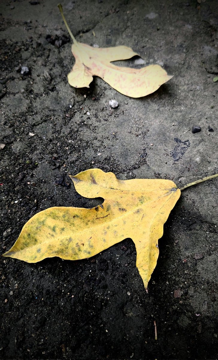 PoetryPragyas's tweet image. ..

हश्र यही है
हर सफर का..
आसमान मिले न मिले
एक दिन मिट्टी में मिल जाना है...

#सुप्रभात🌻
#theme_pic_India_leaves