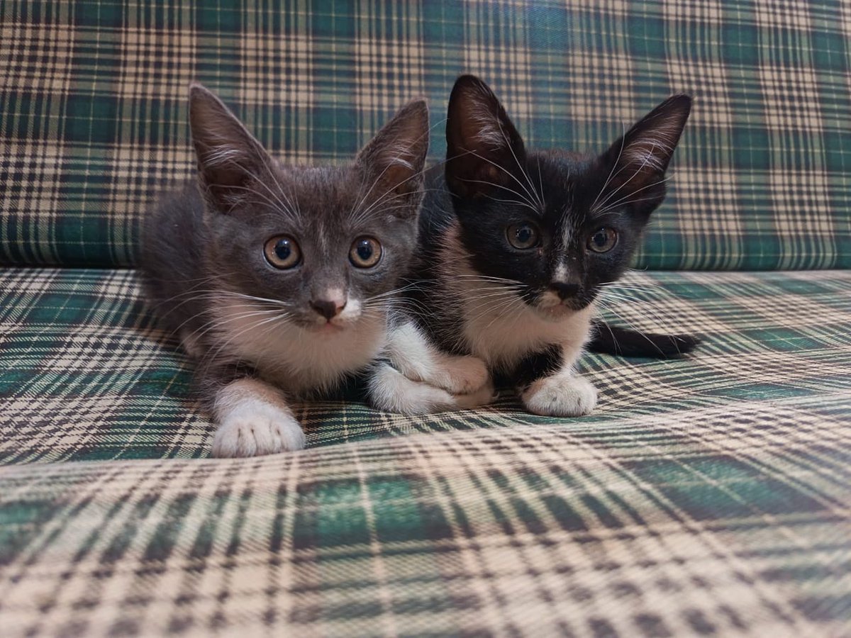 Azazelchi tweet media