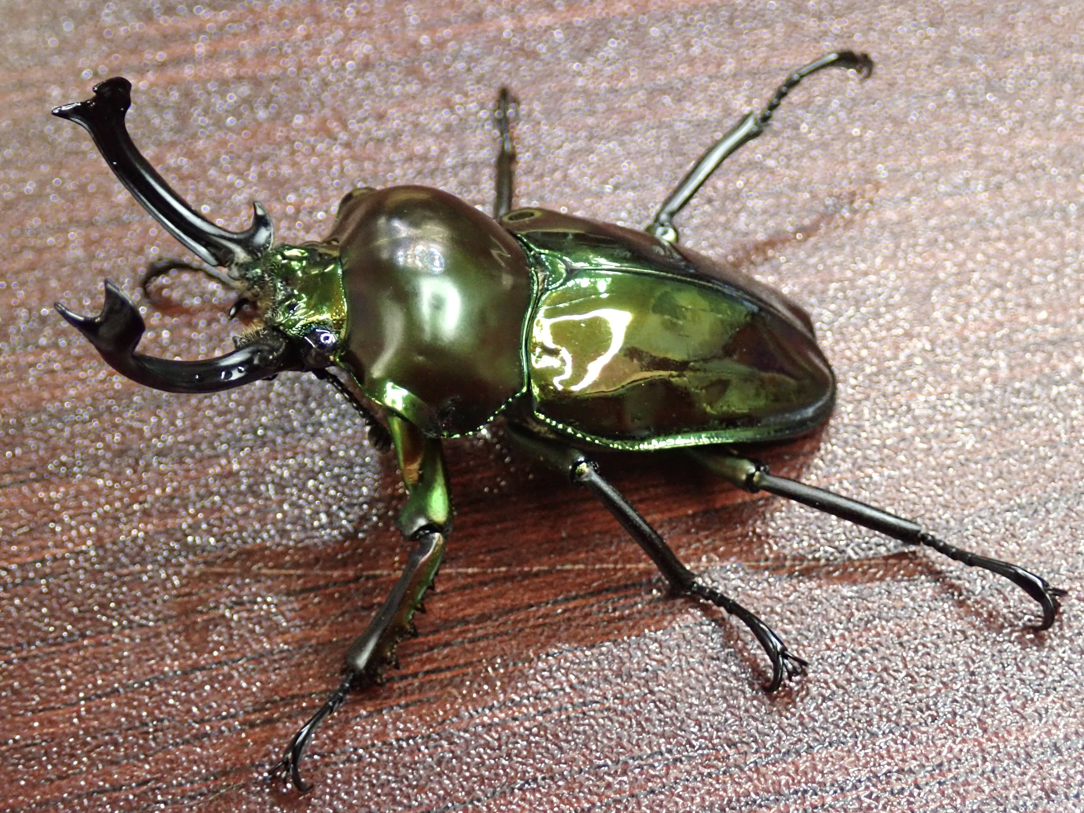 カブト・クワガタ専門店 BEETLE GARDEN on X: 