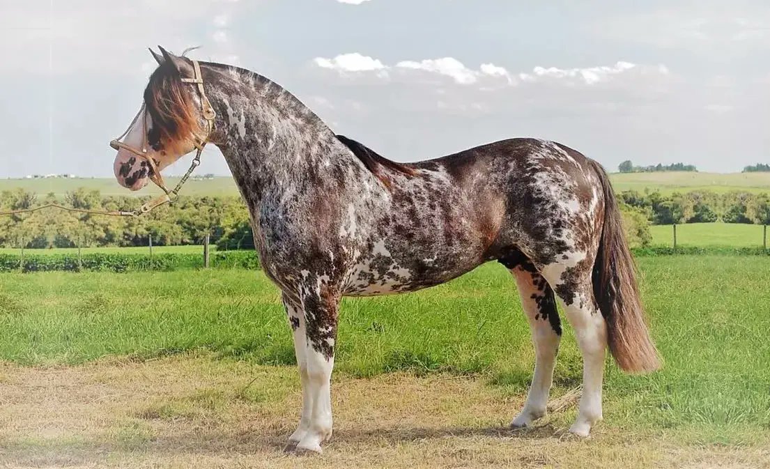 This magnificent horse is of the Criollo breed, the Mustang of South America.