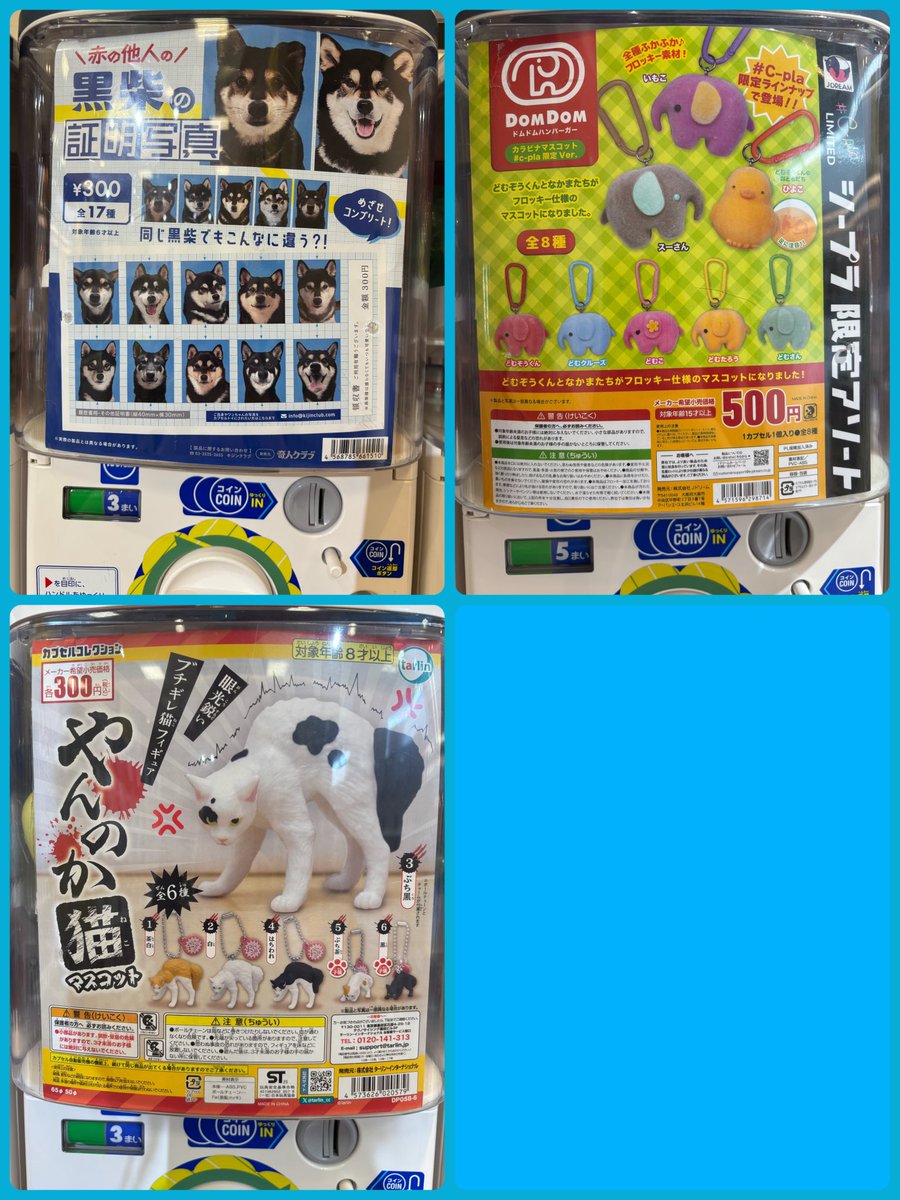 CplaMikawa's tweet image. 🌸本日の入荷商品🌸

📌＃赤の他人の黒柴の証明写真

📌＃ドムドムバーガー

📌#やんのか猫

＃イオンモール三川
＃シープラ
#カプセルトイ
