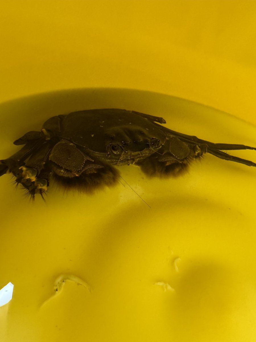 義実家帰ったら毛蟹育ててた