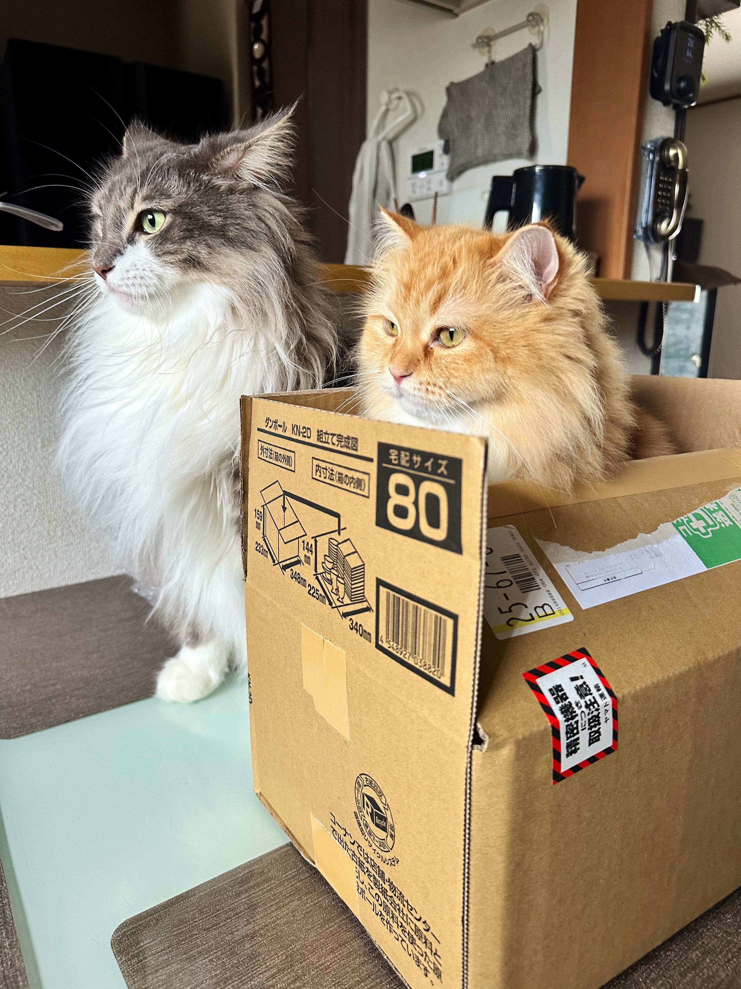 ネコ好きさんポイント無し　2000p使用 ネコ好きさんポイント無し 2000p使用 超猫🐈 on X: