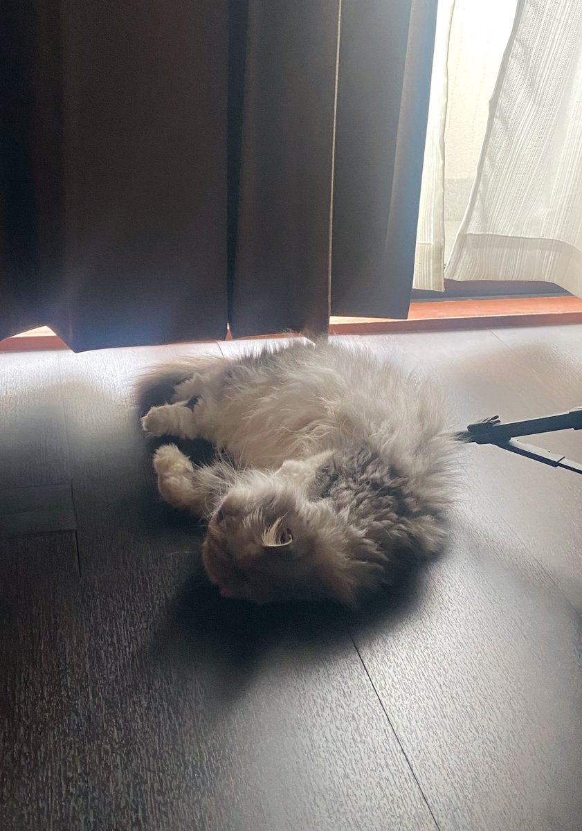 今日のルゥ様🥹🫶