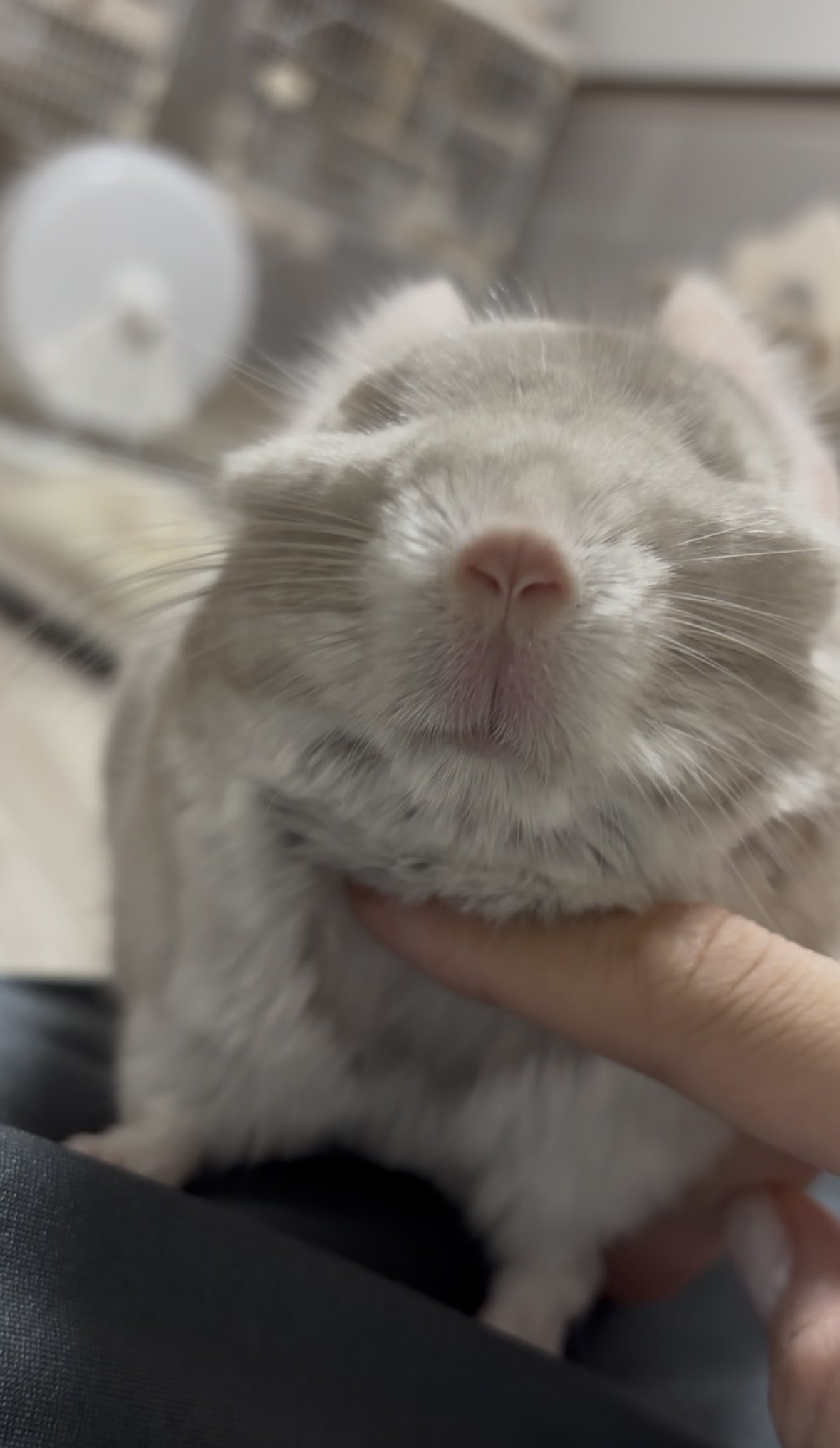 くまお くまおのままお (@neko_no_hanatan) / X