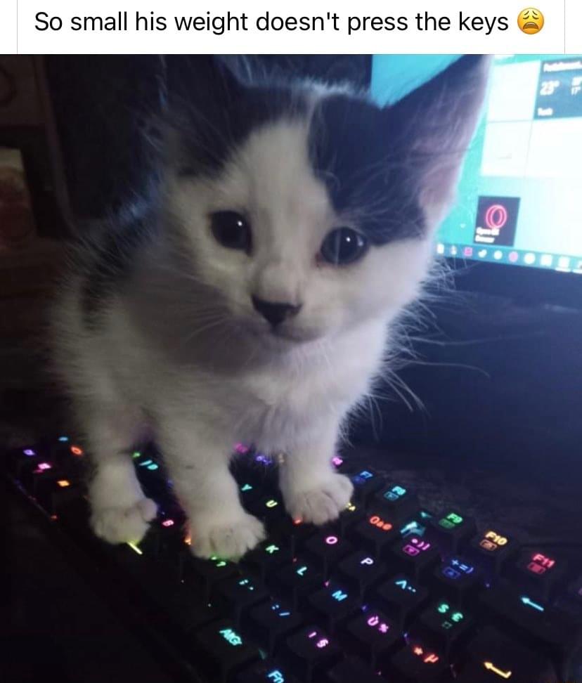 smol silly cat (@catsillyness) on Twitter photo 