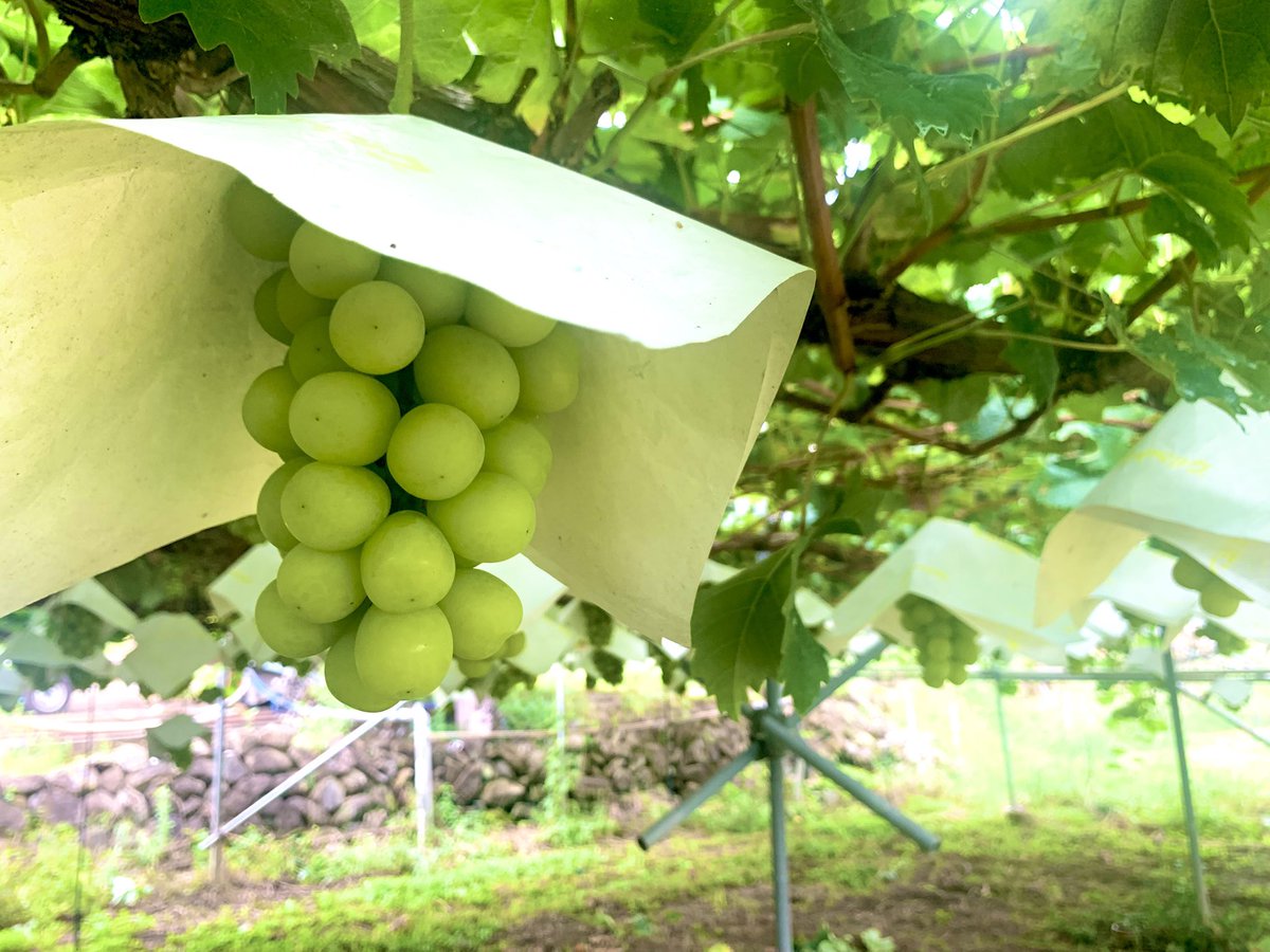 狩ってきました🍇
一房でギブアップ…