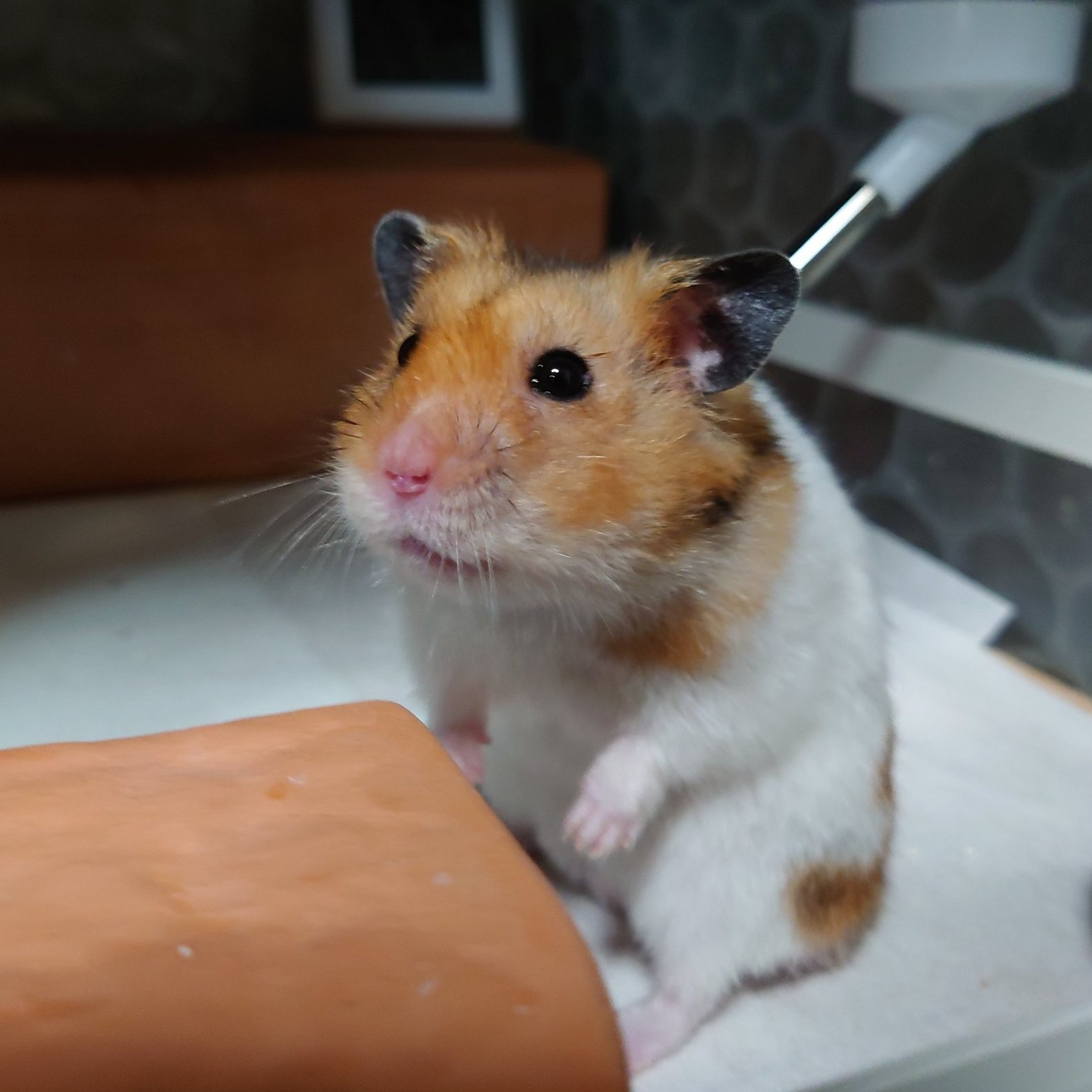 R.N. どでかいパンナコッタさん on X: 