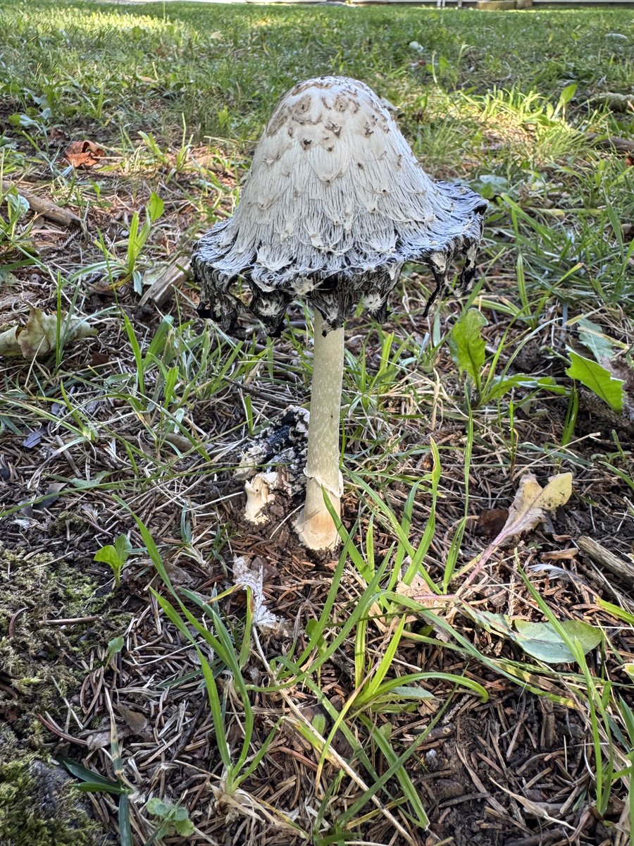 SToroian's tweet image. coprinus comatus
