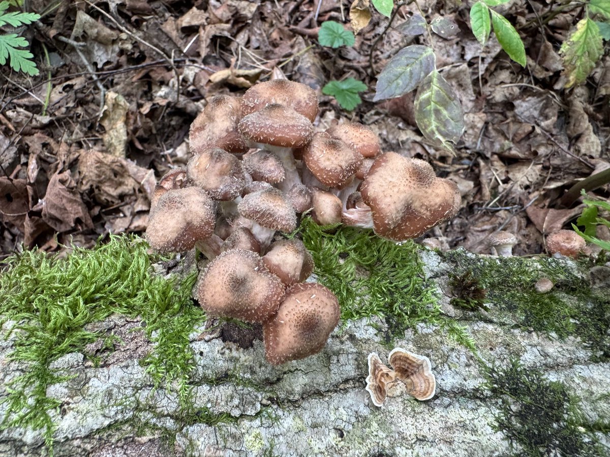 SToroian's tweet image. armillariella mellea