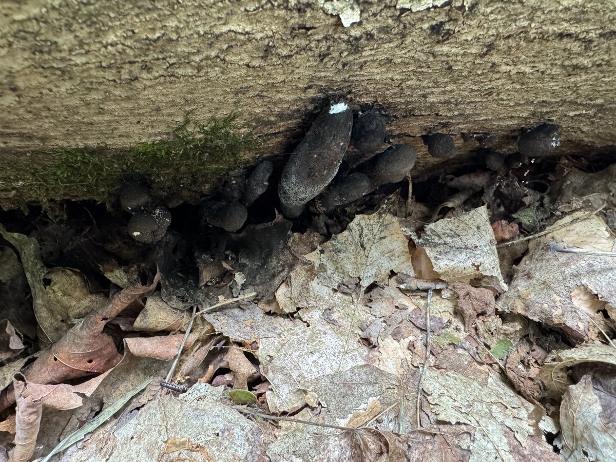 SToroian's tweet image. xylaria polymorpha
