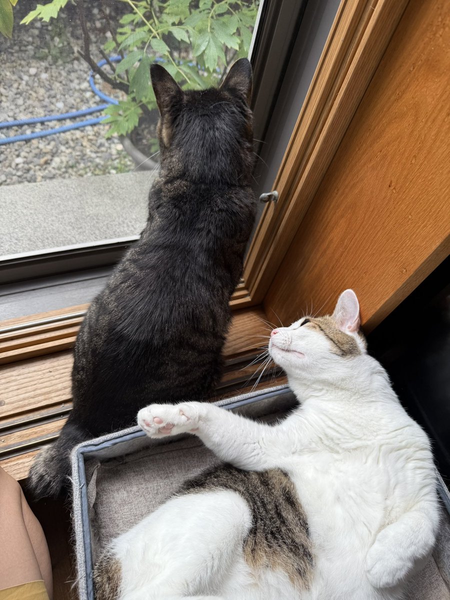 회돌이 가을 햇볕이 좋으니 소파에서 이응이 자리로 애착자리를 바꿈. 이응이 이모 자리 빼앗으면 이응이는 어디 가라고😅