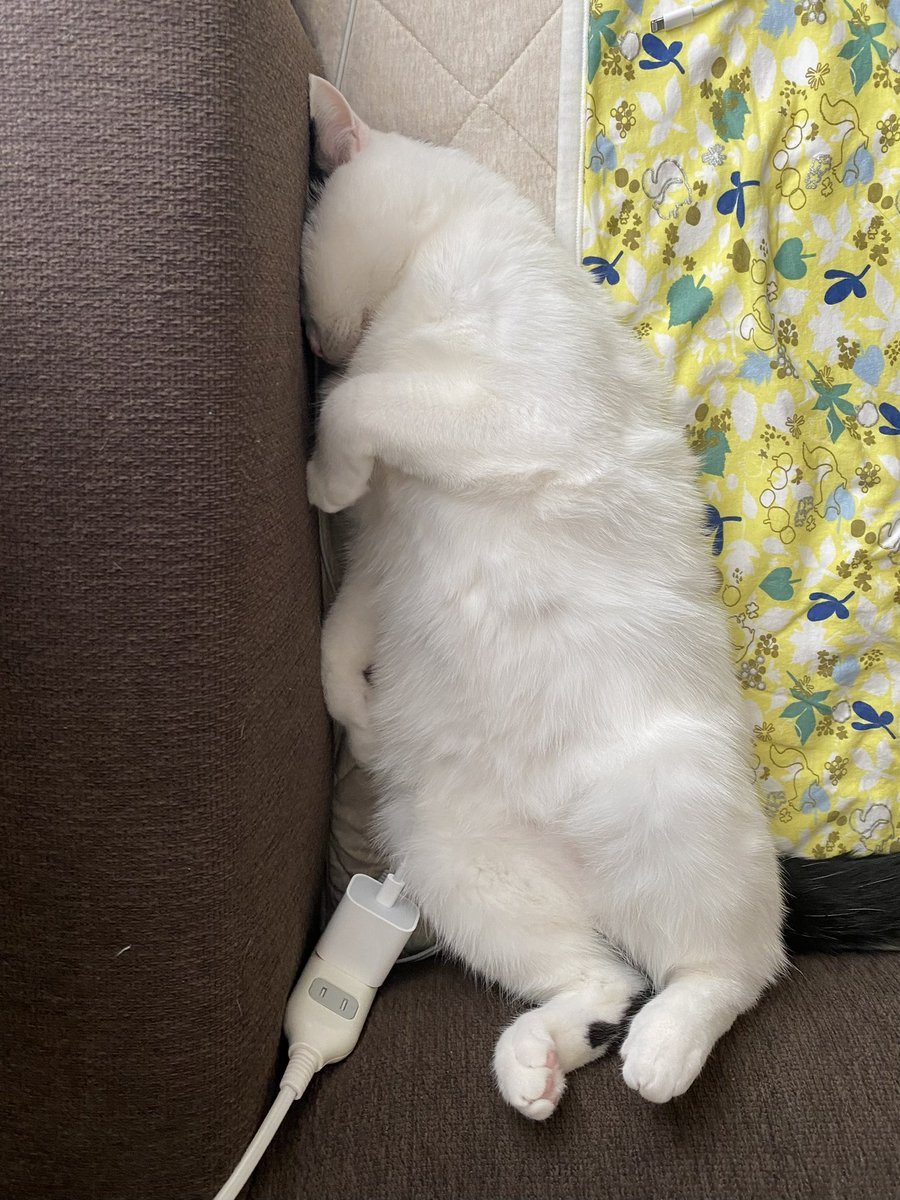 まつもとたける (@takeru0321neko) / X