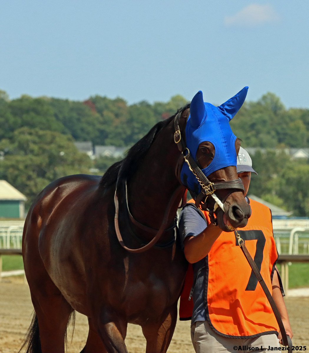 Toupie wins the Sensible Lady Turf Dash. <a href="/HerringswellStb/">Herringswell Stables</a> <a href="/GrahamMotion/">GrahamMotion</a> #thoroughbred #horse #laurelpark #MarylandJockeyClub #Jockey #ThoroughbredRacing #horseracing #racing