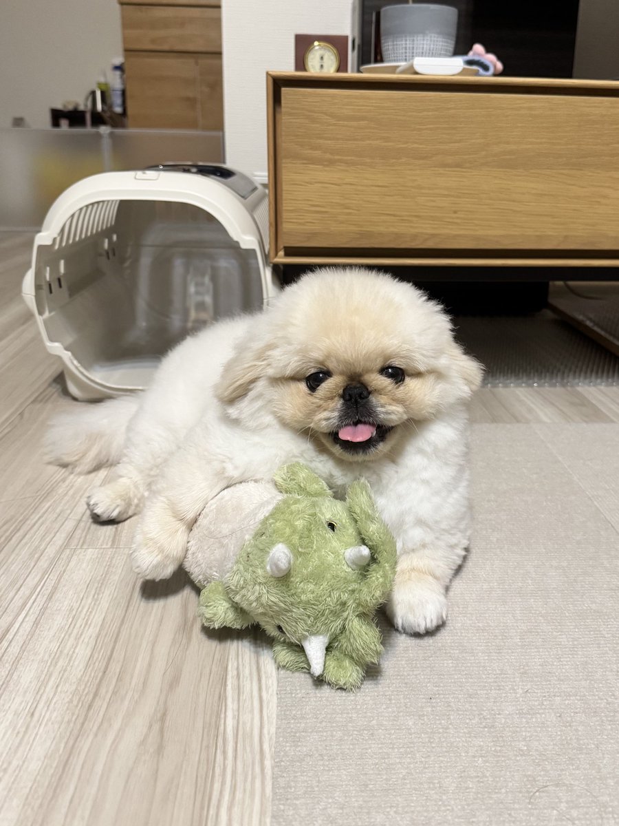 こまちよ。 (@notneko_chiyo) / X