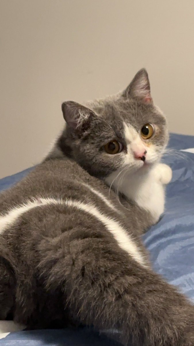 看风景的白鸽🕊️ tweet media