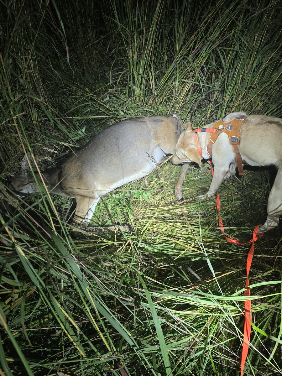 Night time walks with dog