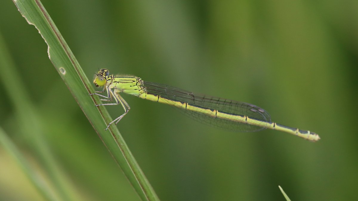 insects_birds's tweet image. セスジイトトンボ, Paracercion hieroglyphicum
#damselfly #insect #bug #イトトンボ #トンボ