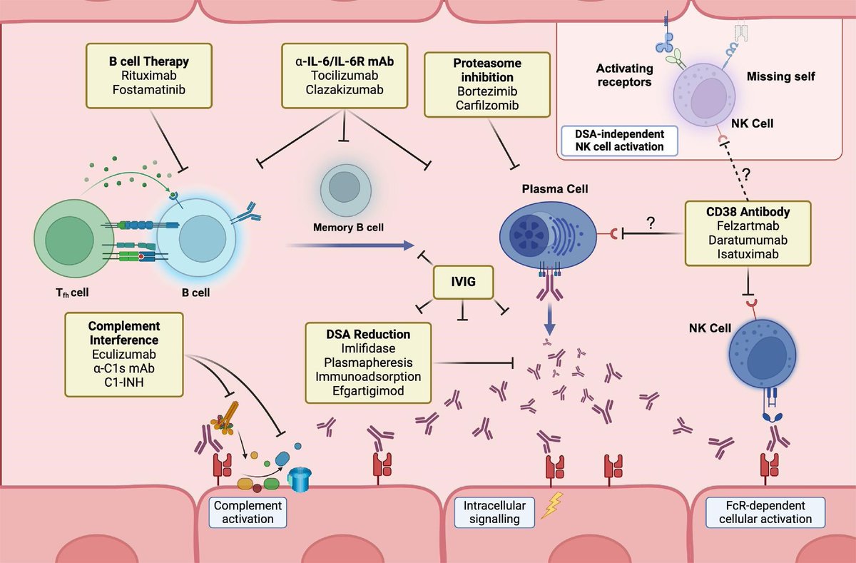 🔬Antibody-mediated rejection (#AMR) &amp; DSA⁻ MVI 🫘

💥B-cell activation→ plasma cell antibodies→ endothelial injury via complement, FcγR &amp; NK cells

🎯Therapies target B cells, plasma cells, complement, DSA &amp; NK cells

🔗doi.org/10.1093/ndt/gf…

#NephX #Transplant #Immunology
