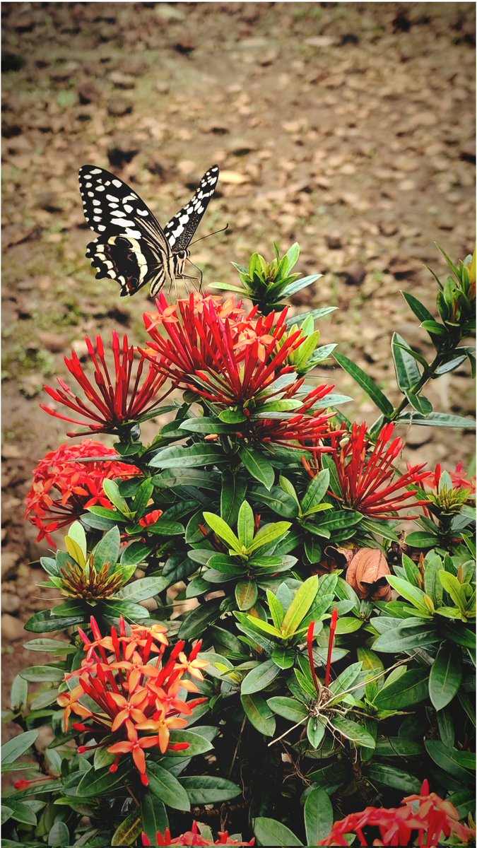 Happy Sun-day 😘
- and if you're looking for a wallpaper, why not...