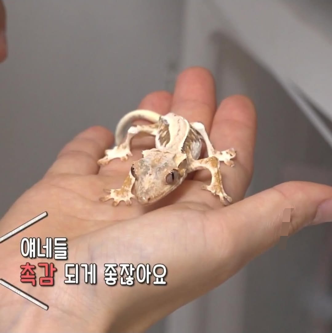 전참시에 크레가 나왔다길래 봤는데..
그 뼈밖에 없는데...
며칠에 한번 피딩을 한거지...?