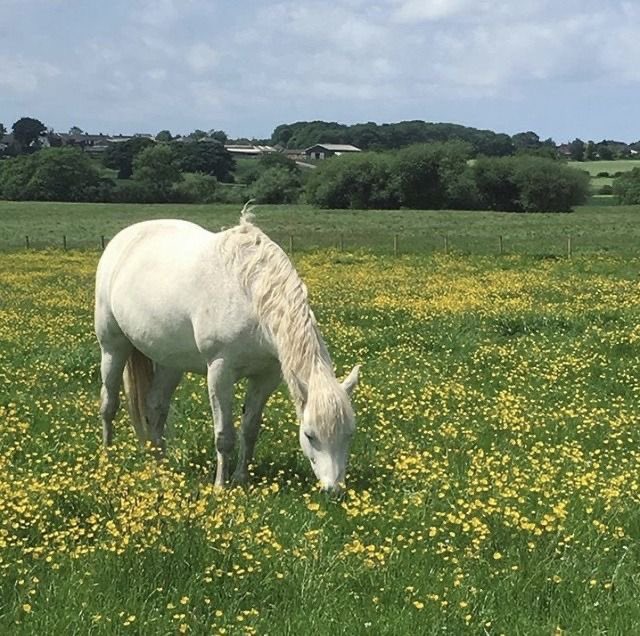 greendreamvibes's tweet image. 