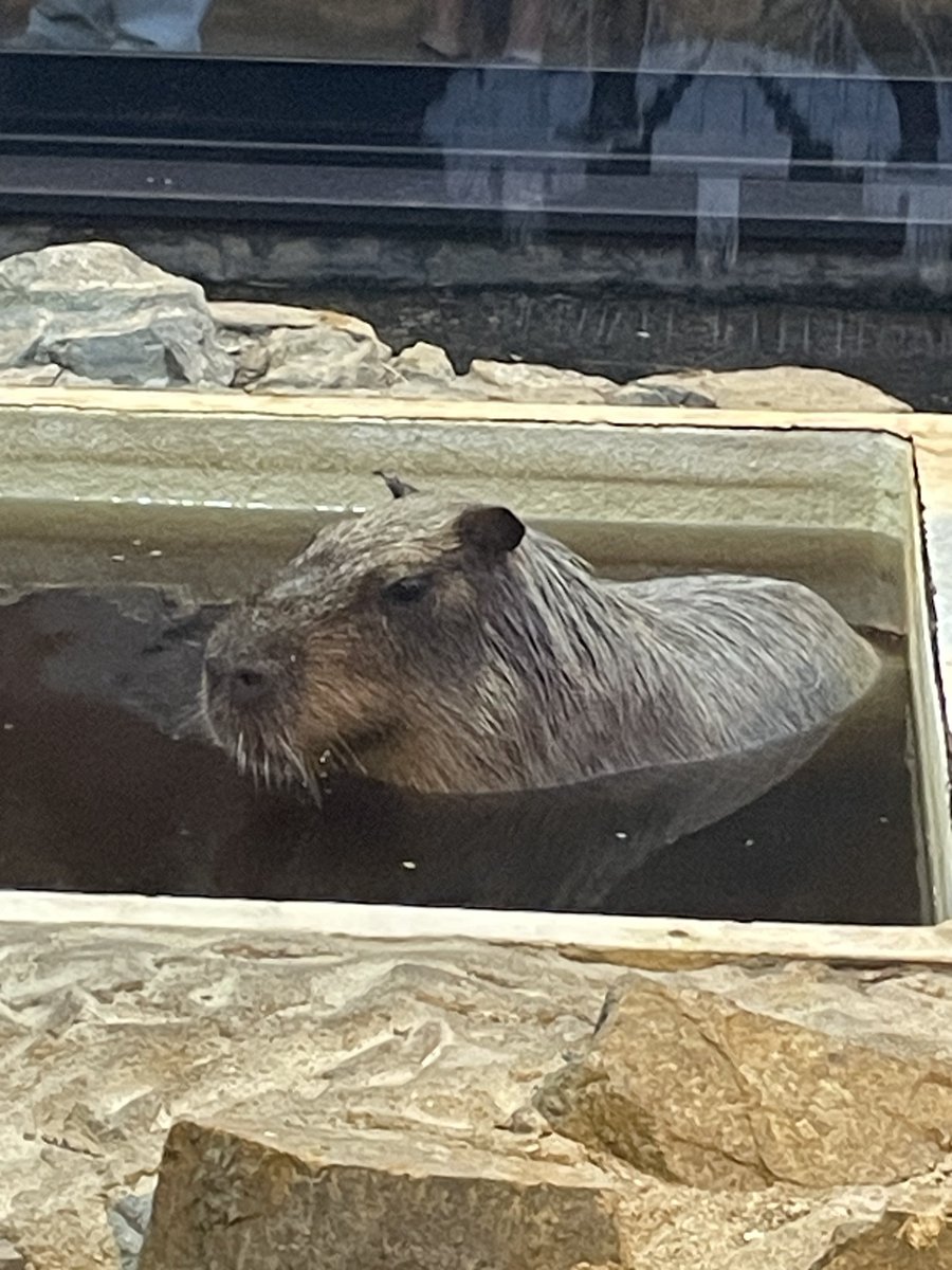 宿泊先にカピバラいた