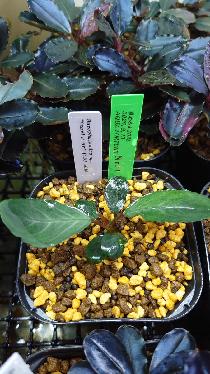 BUCEPHALANDRA sp. Kedukul