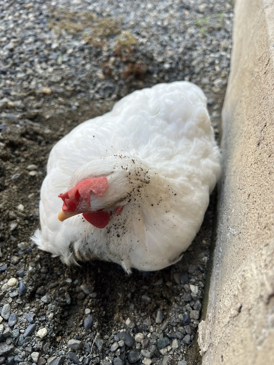 pipipimimimi3's tweet image. うにちゃん🐔

泥んこ浴び✨

 #チャボ  
 #にわとり