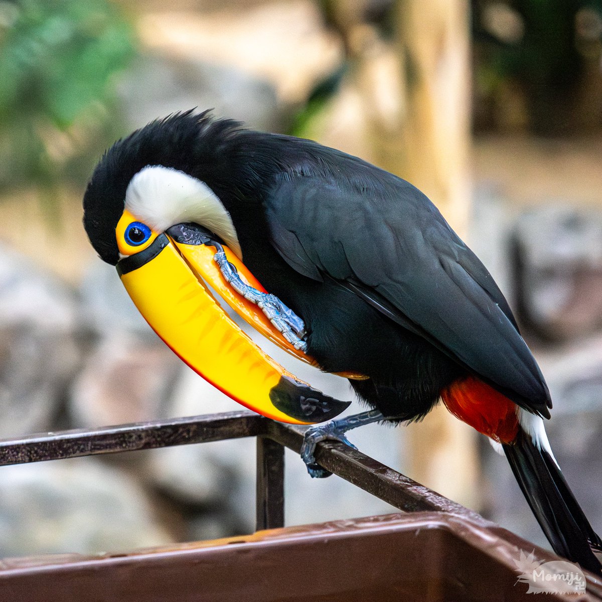 もみじ様 Highlights by もみじ卍ゅう (@momiji_man_10) / X