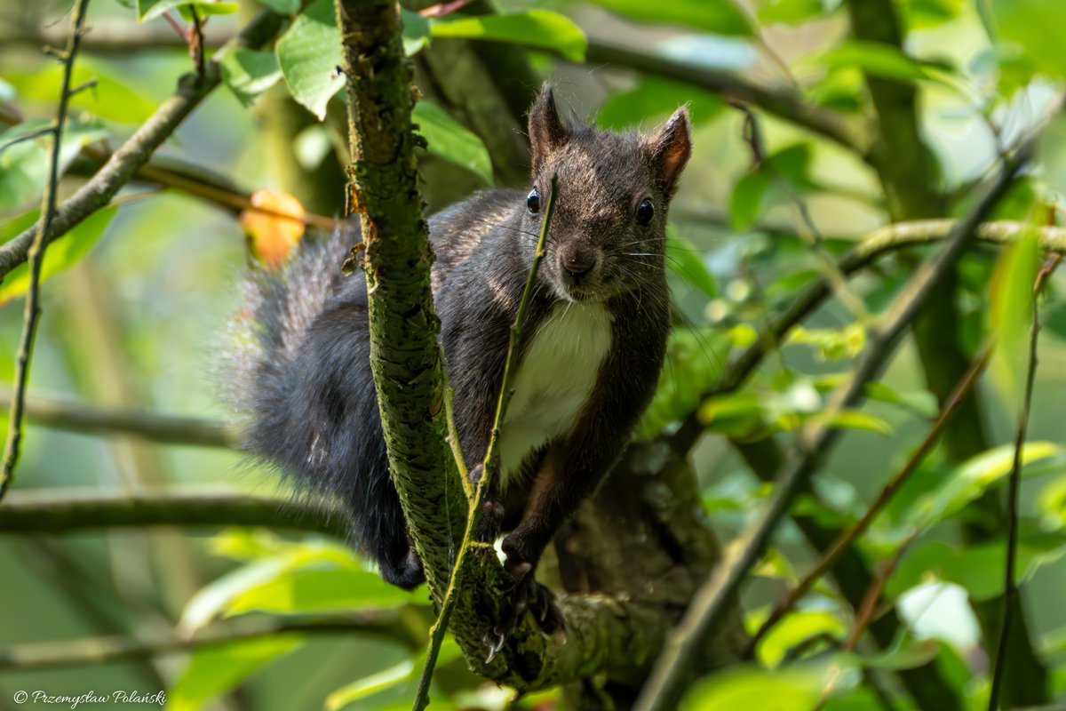 Dzień dobry 😊
Wiewiórka pospolita (Sciurus vulgaris)